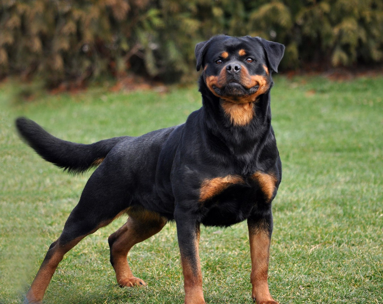 Rottweiler – $8.000