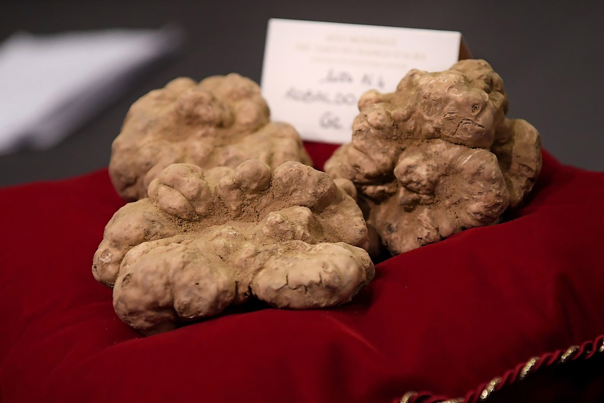 Huge Italian Truffle To Fetch $216,000