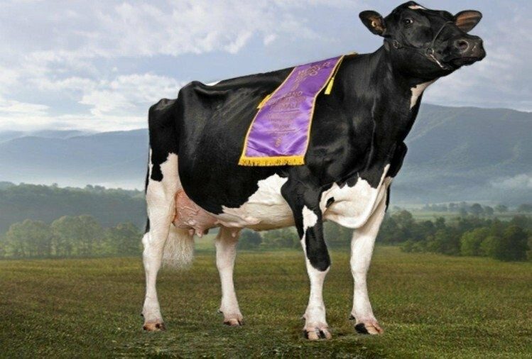 Miss Missy – Cow – $1.2 Million