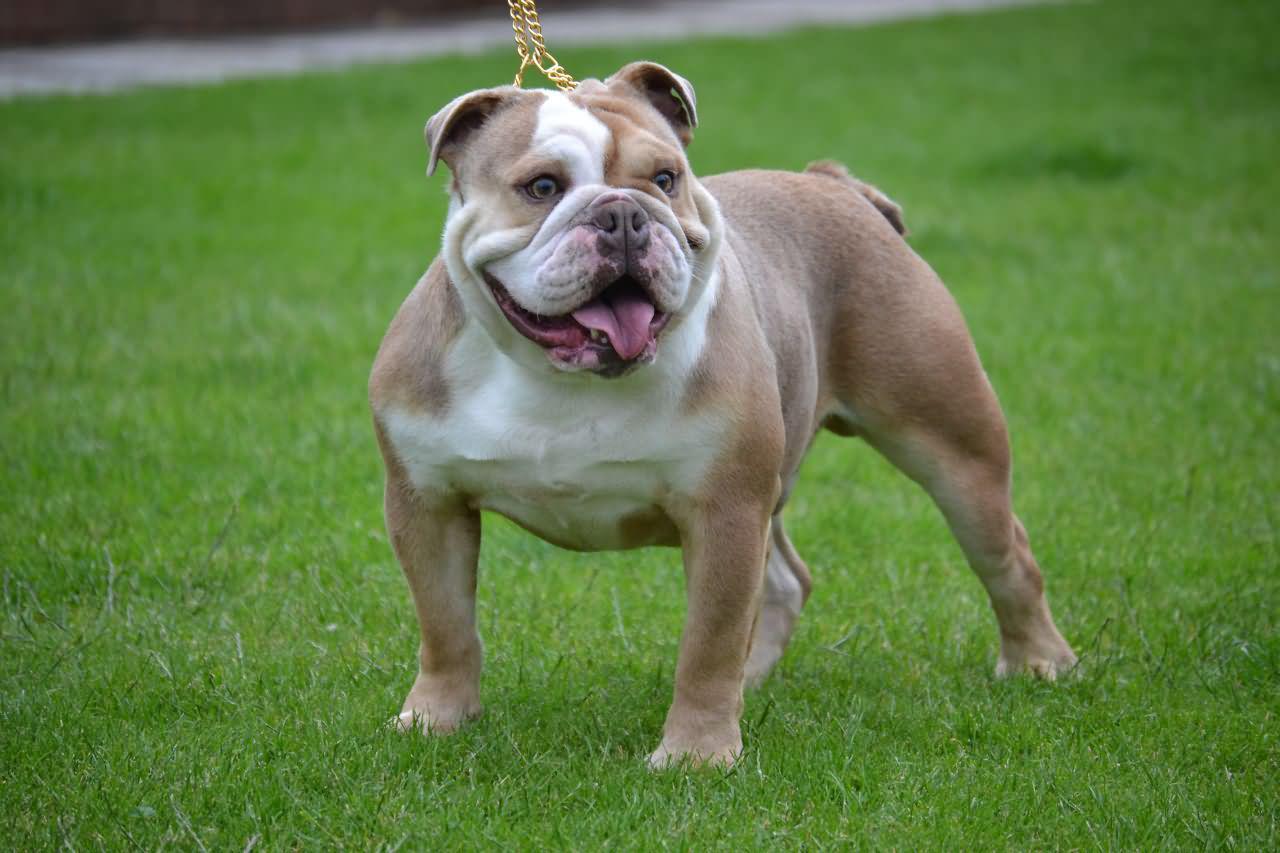 English Bulldog – $ 9.000