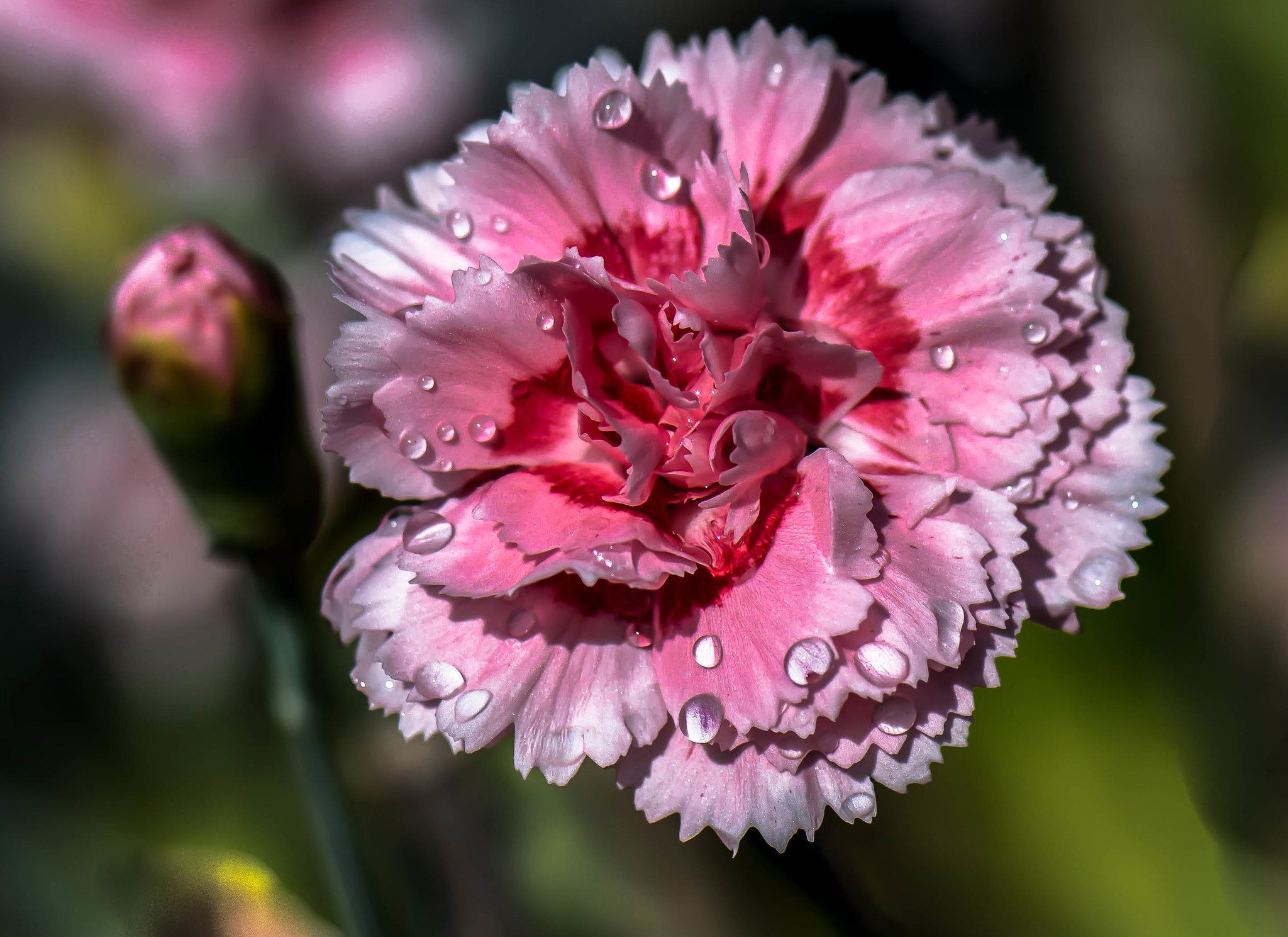 Carnation