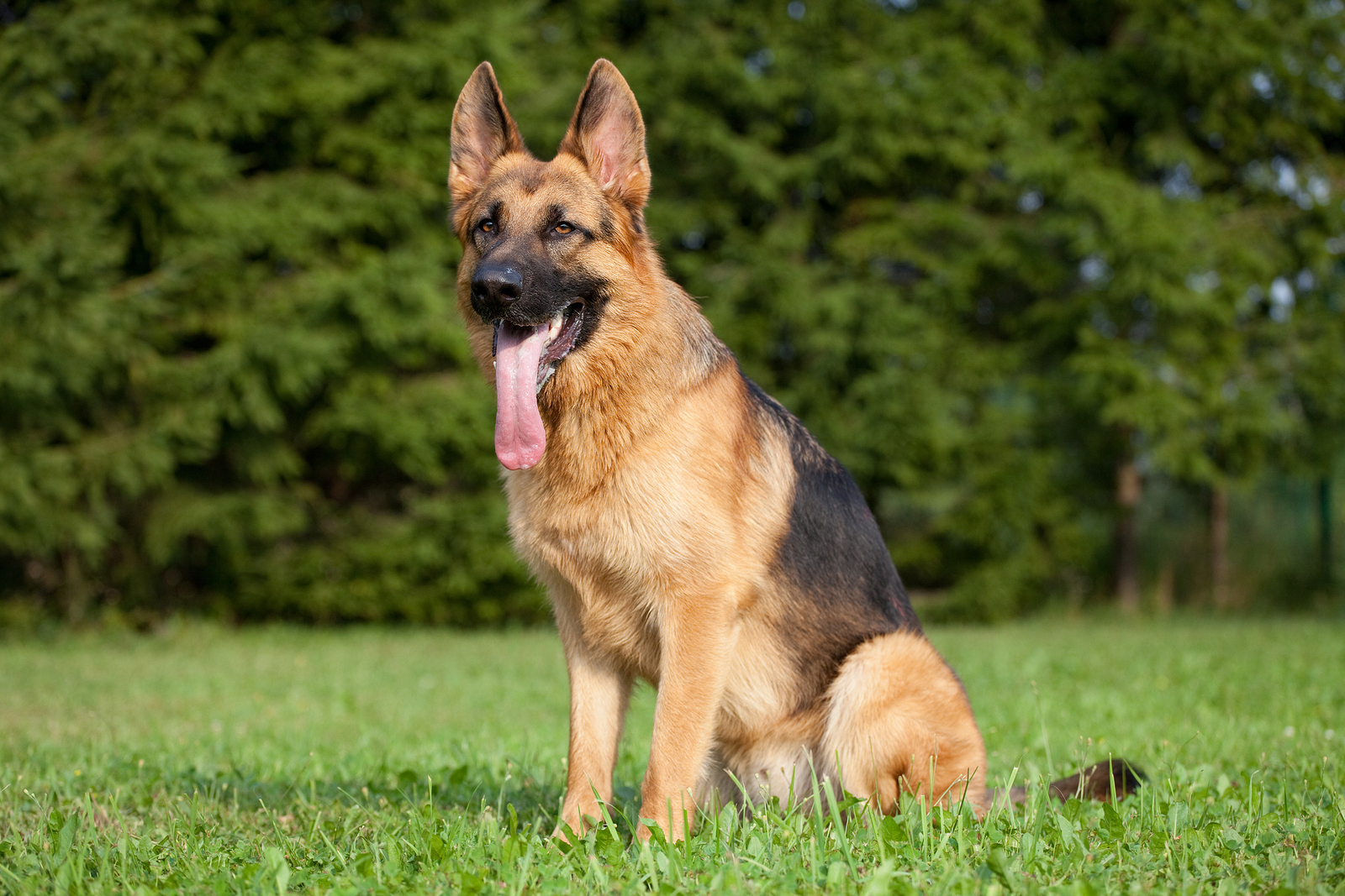 German Shepherd – $24.000