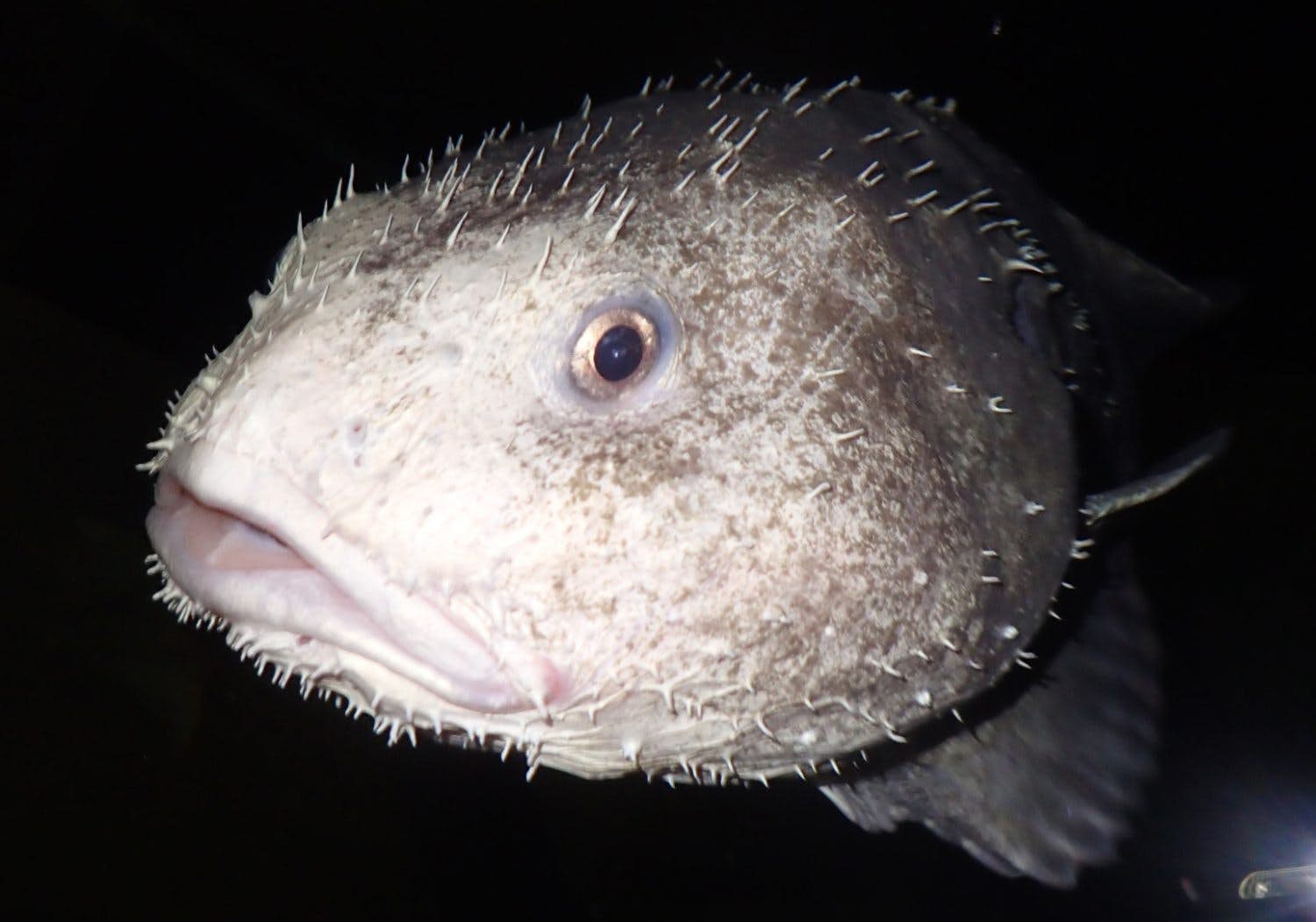 Blobfish live in the South Pacific Ocean