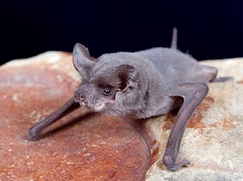 Mexican free-tailed bat – 160 km/h