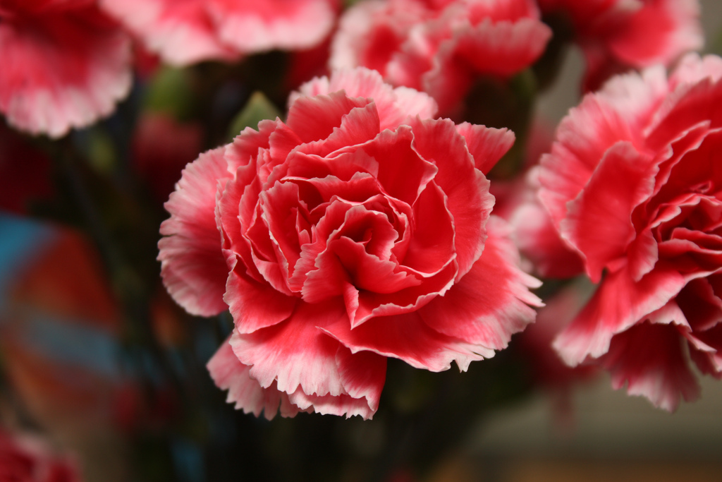 Carnation