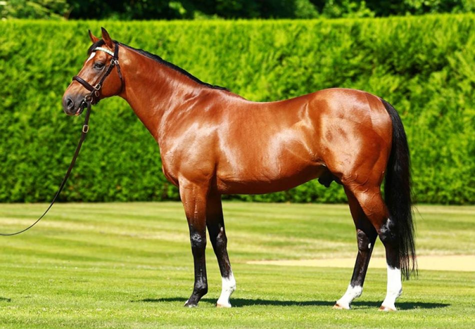 Green Monkey – Thoroughbred Racehorse – $16 Million