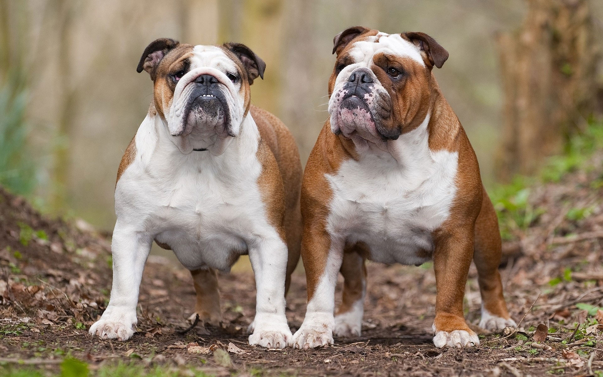 English Bulldog – $ 9.000