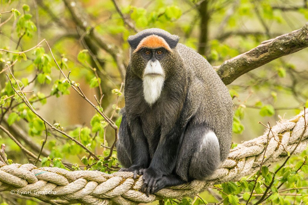 De Brazza’s Monkey -$12,000