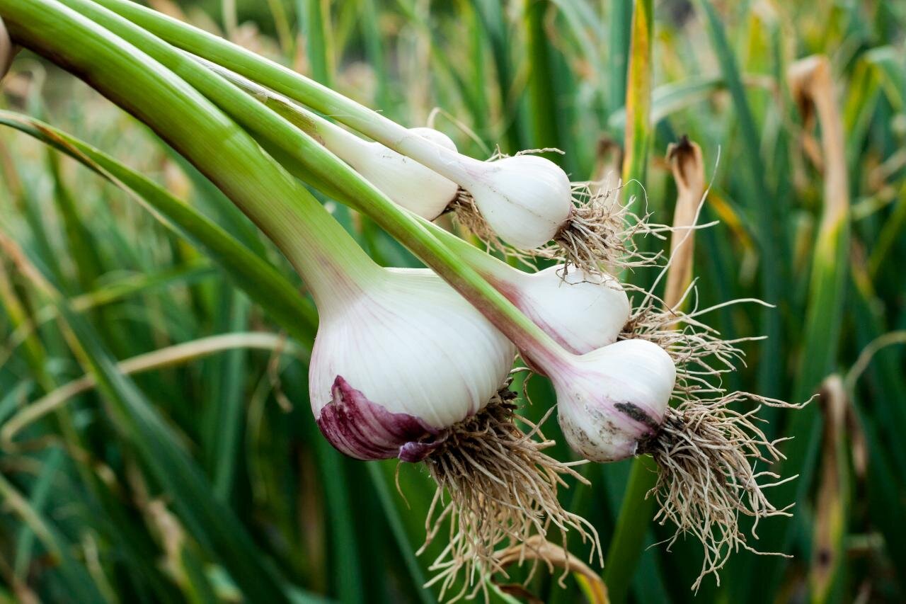 You can make glue from garlic