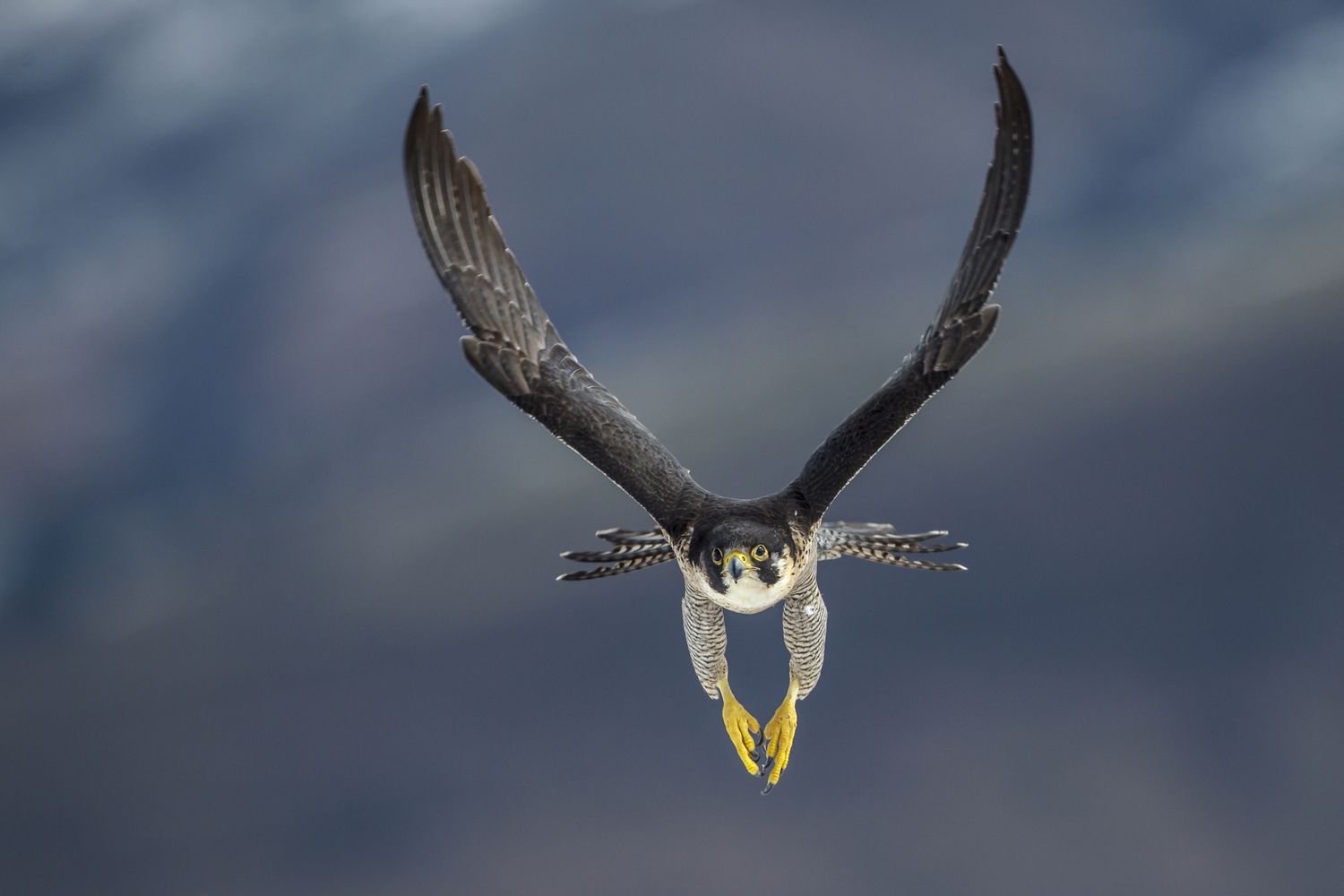 Peregrine Falcon – 389 km/h