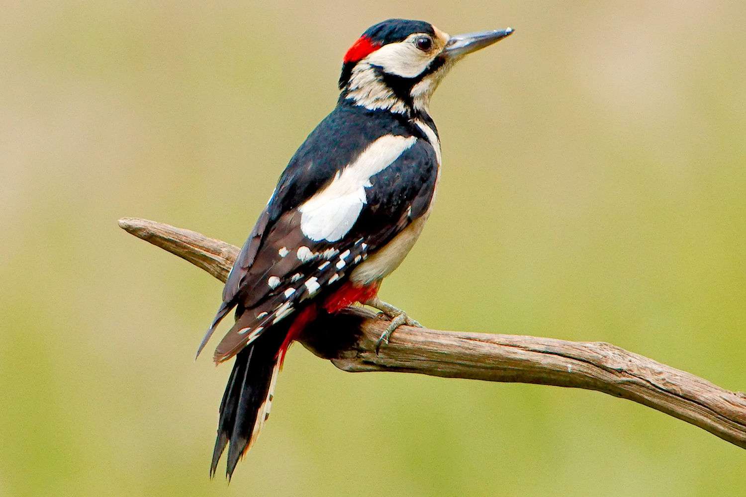 Life span of woodpeckers