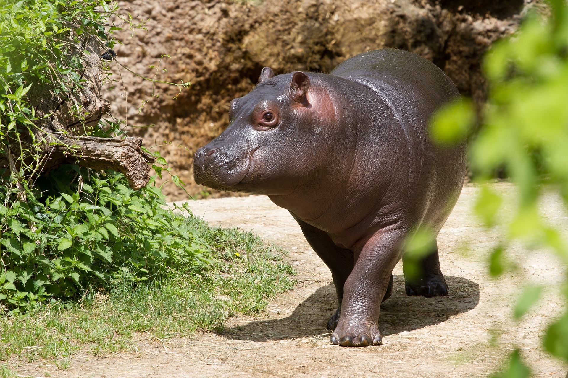 Why Hippos are important for the environment?