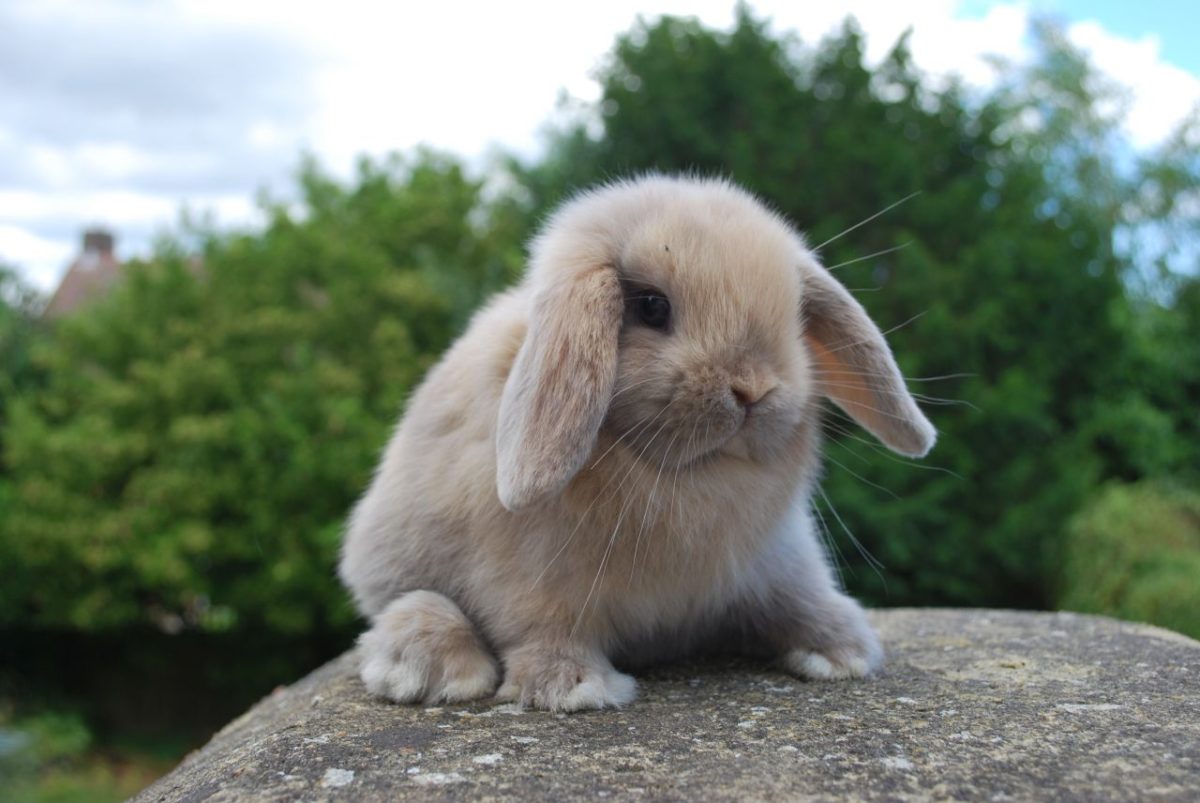 Rabbit’s teeth never stop growing