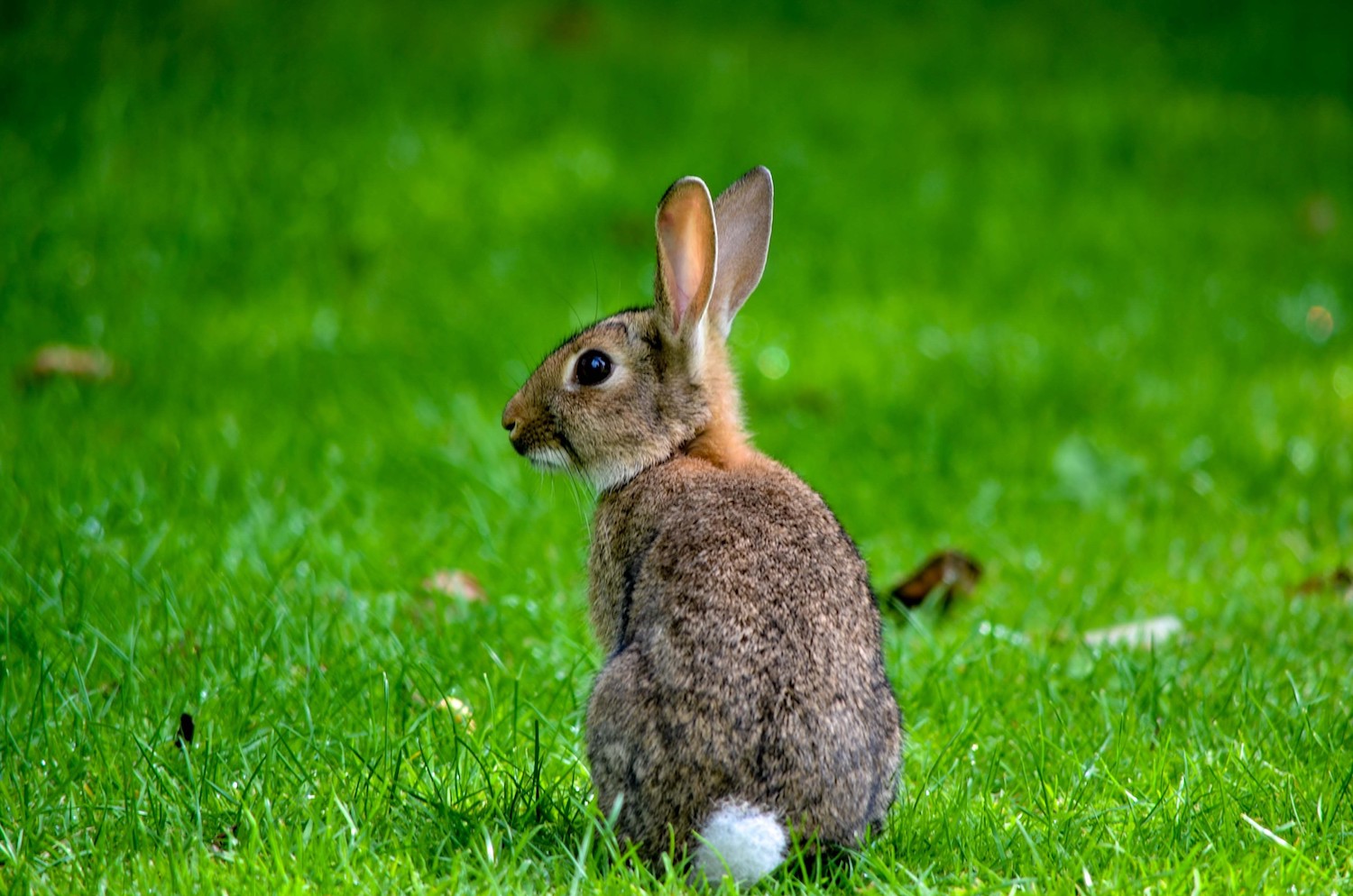 Rabbits eat their poop