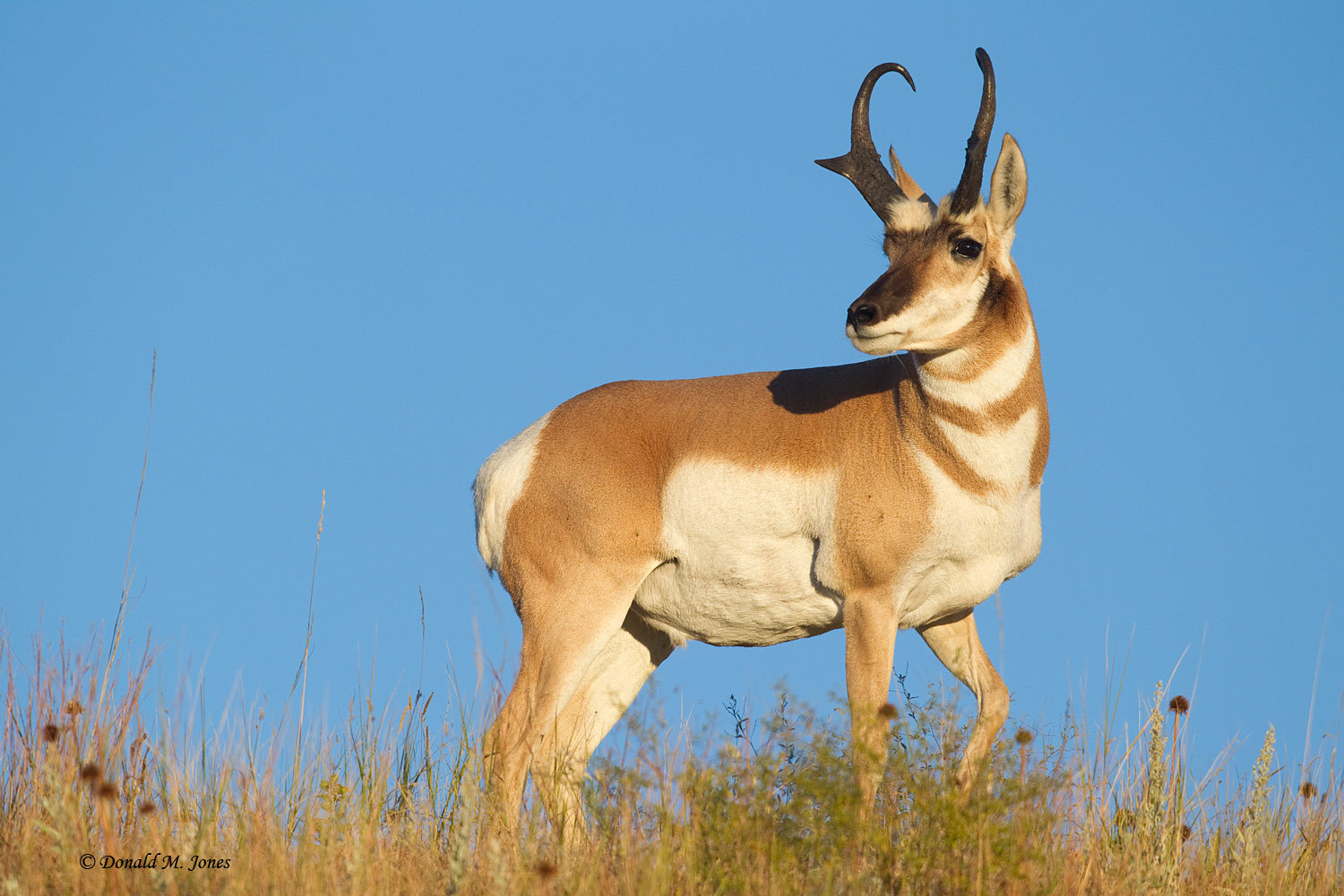 Pronghorn – 98 km/h