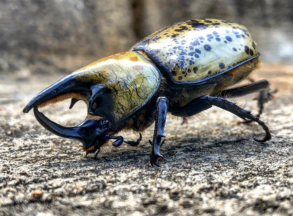 Japanese Rhinoceros beetles can be fierce and love to fight