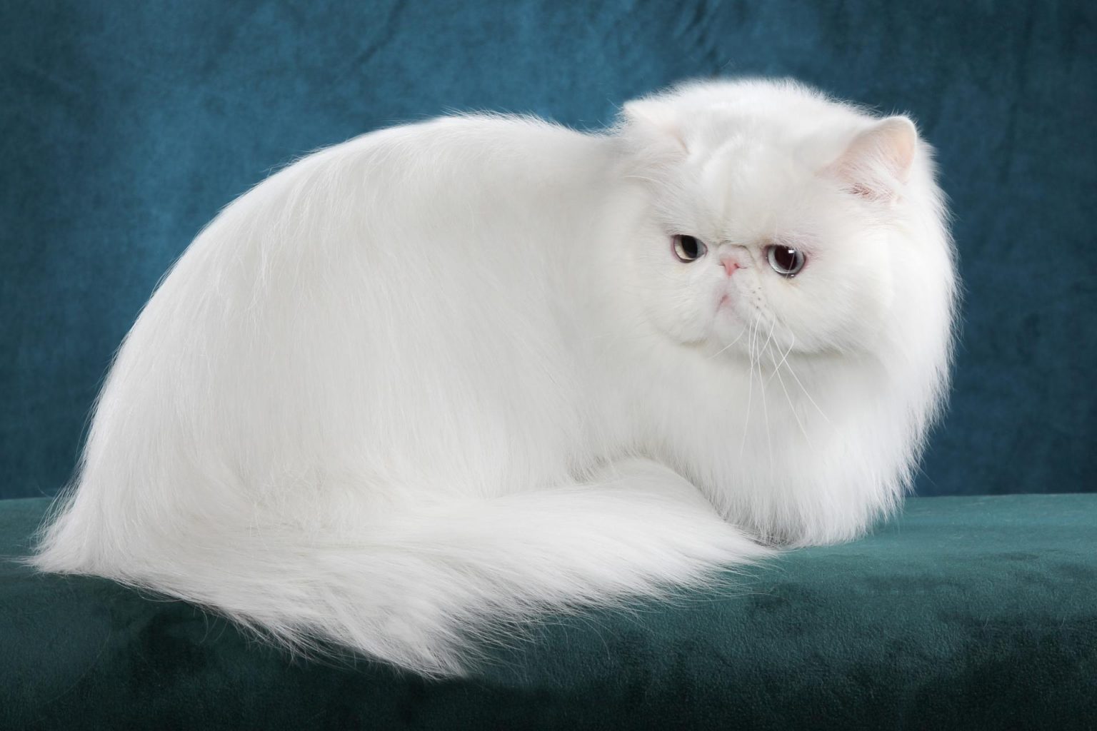 Persian cat – $500 – $5,500