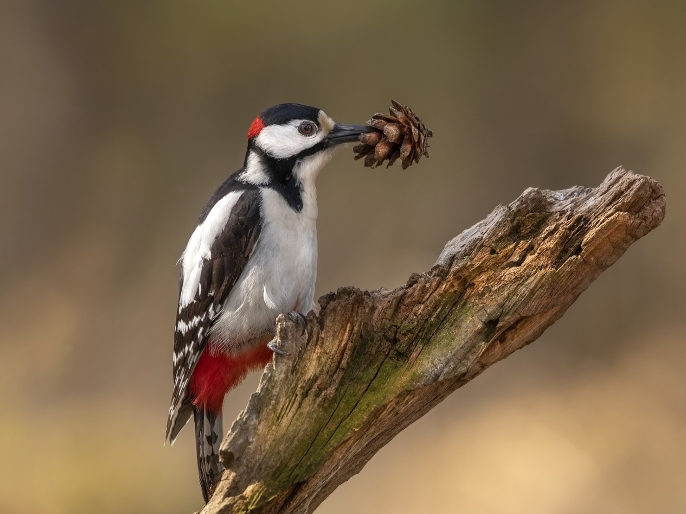  Woodpeckers also love nuts