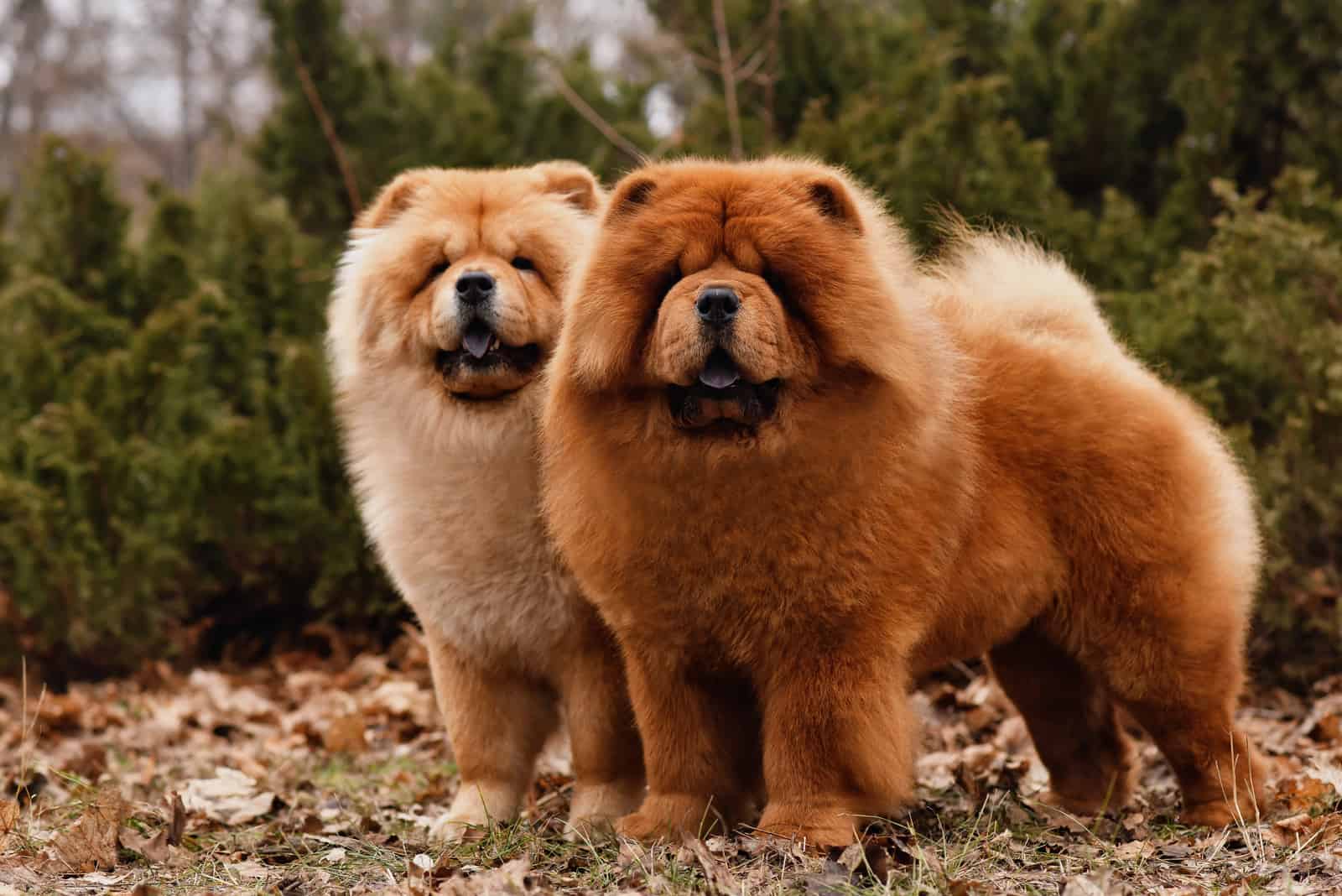 Chow Chow – $8.500