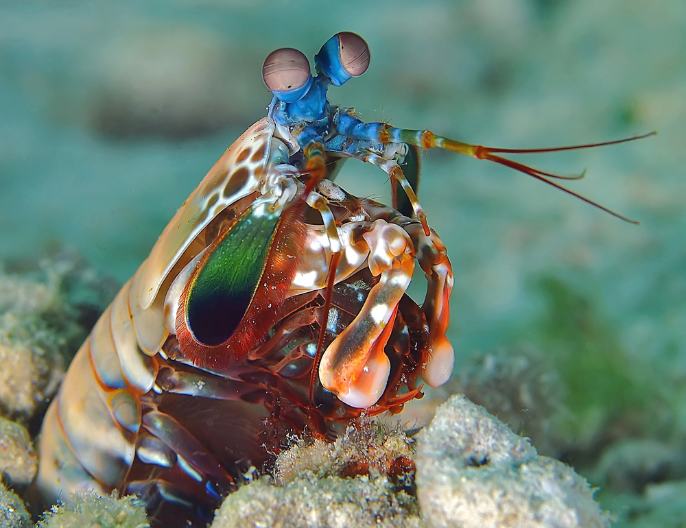 Mantis Shrimp