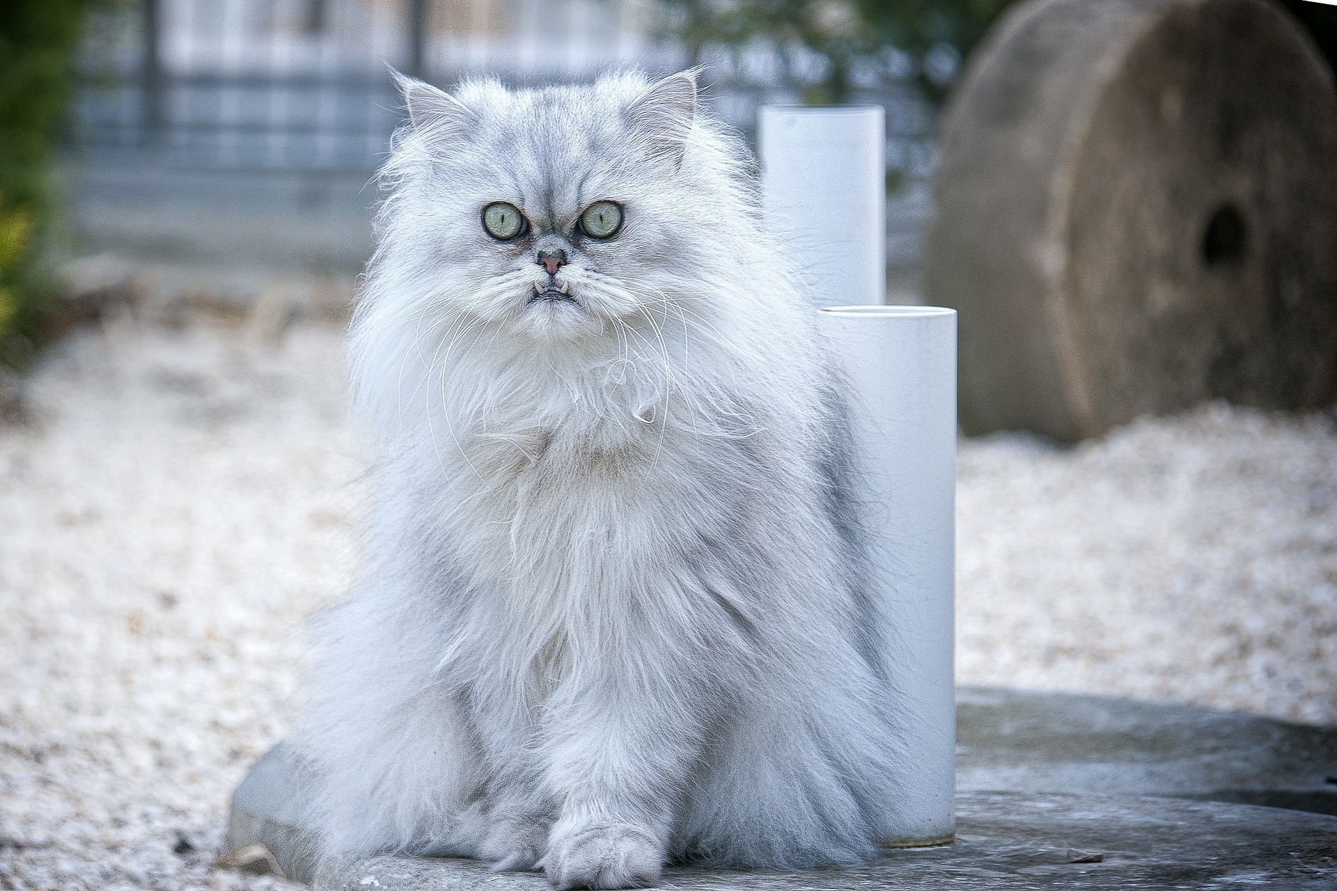 Persian Cat