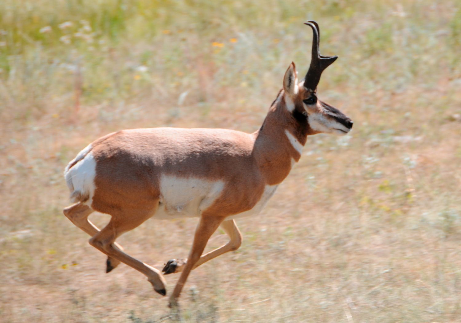 Pronghorn – 98 km/h