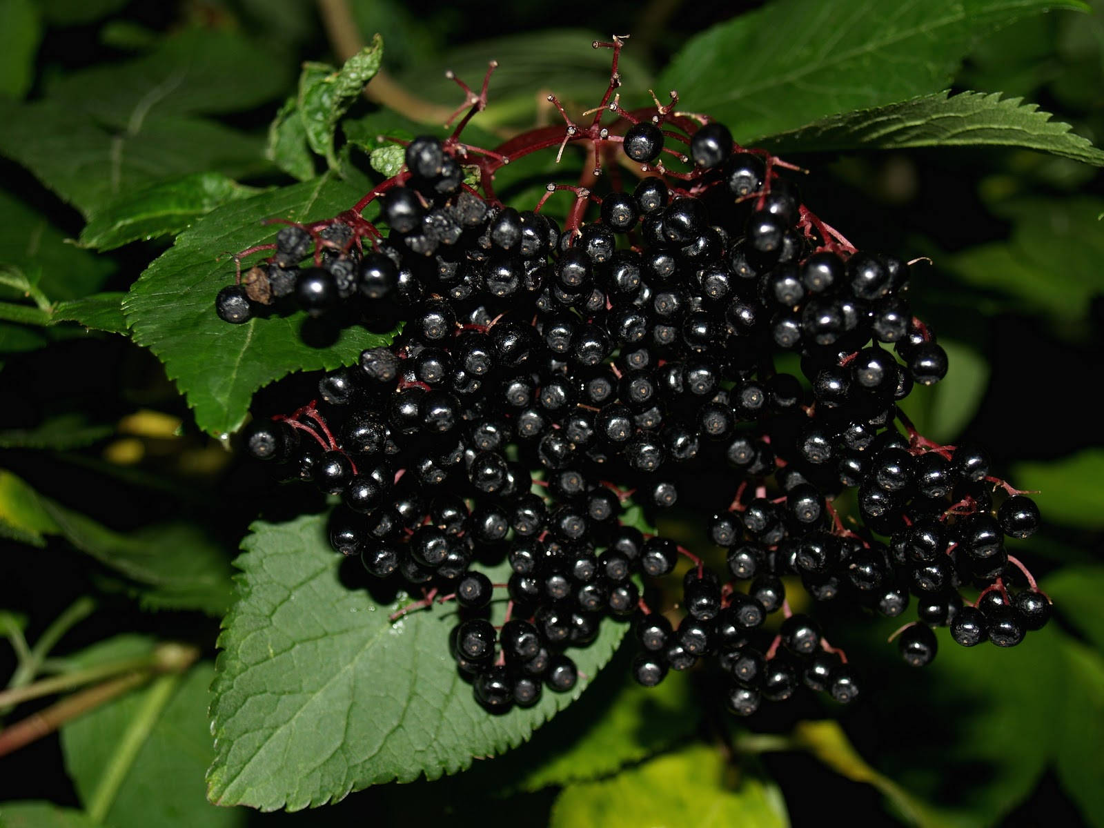 Elderberries