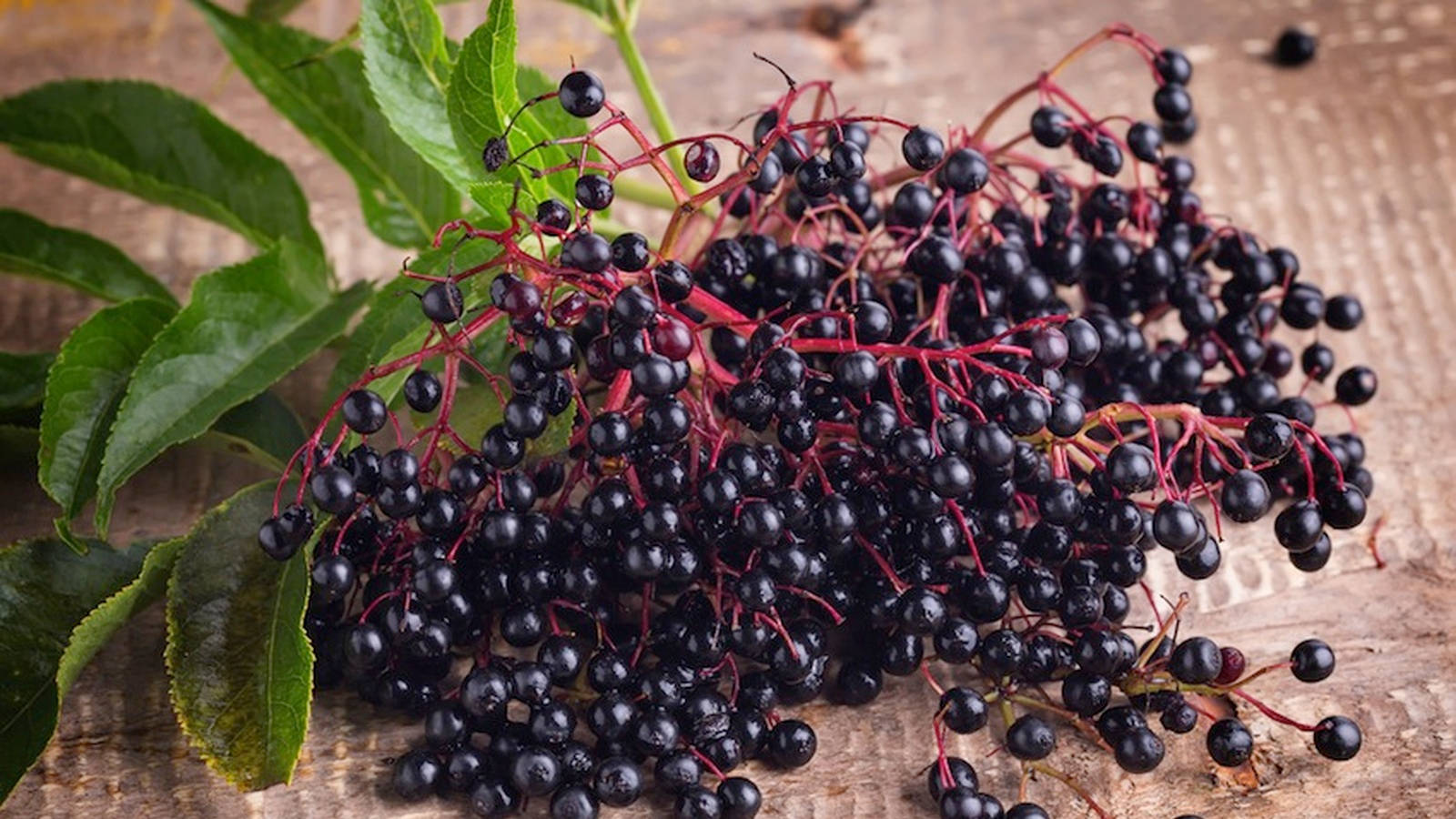 Elderberries