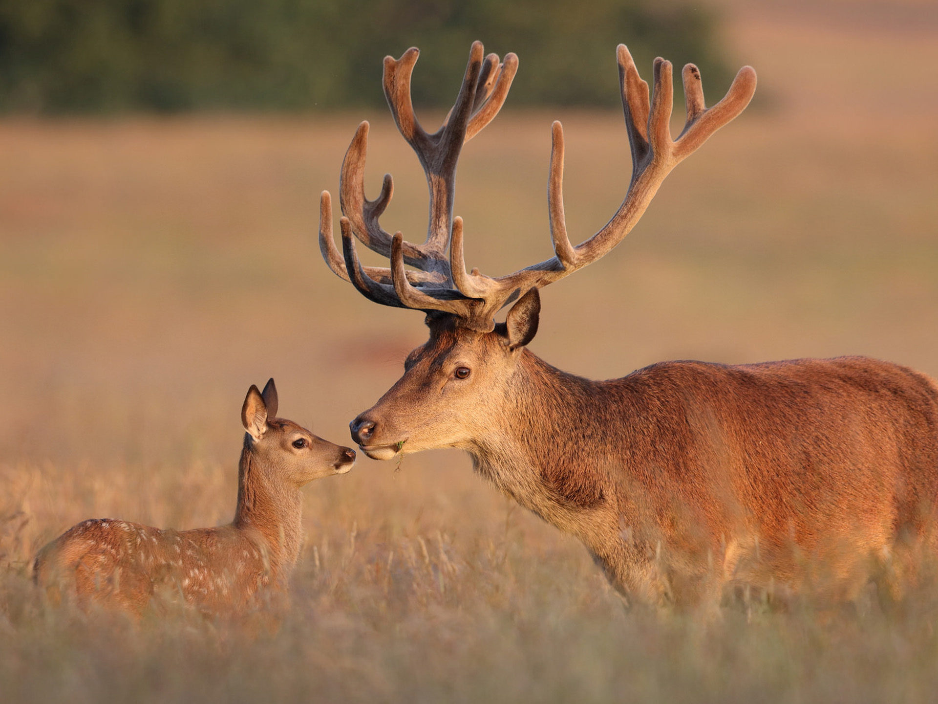 Appearance of deer