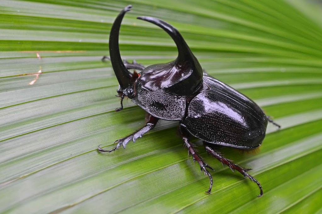 Rhinoceros beetles are very popular in Japanese culture