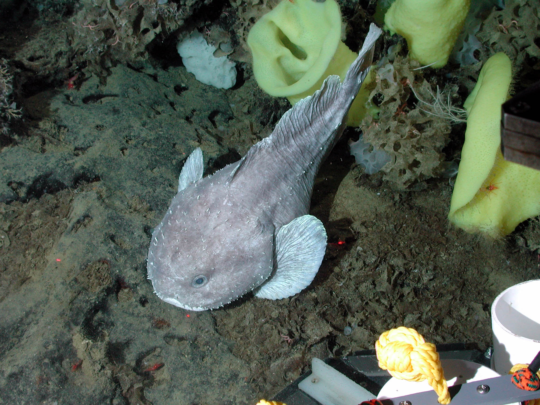 Blobfish don’t have a swim bladder