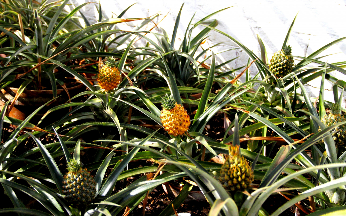 Pineapples from the Lost Gardens of Heligan – $1,500