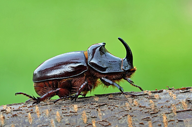 Rhinoceros beetles are very popular in Japanese culture