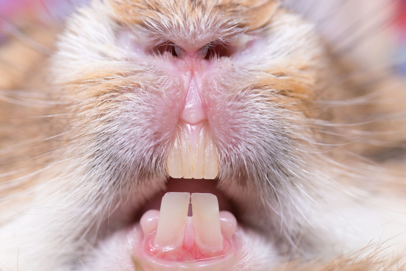 Rabbit’s teeth never stop growing