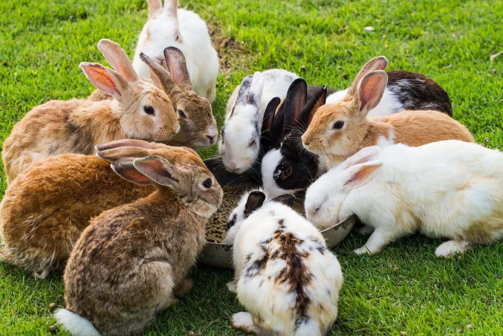 Rabbit’s teeth never stop growing