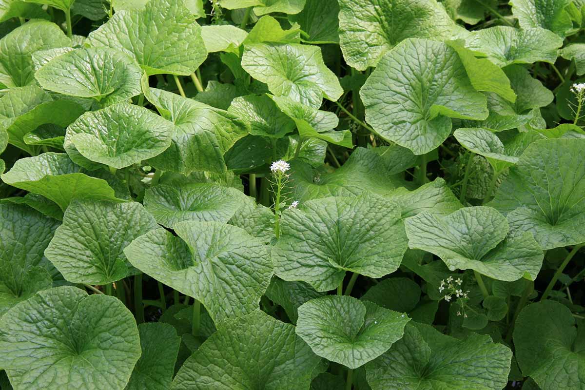 Wasabi is an herbaceous plant